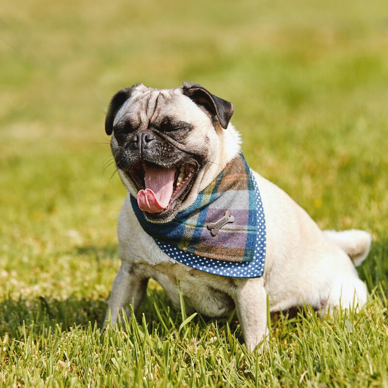 Heritage Traditions Tartan Dog Bandana